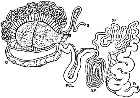 Intestinal Tract Of Giraffe Clipart Etc