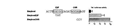 Activity In Quiescent Nih3t3 Cells Of A Wild Type B Myb Download