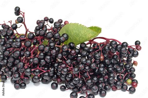 Schwarzer Holunder Holunderbeeren Sambucus Nigra Stock Photo Adobe