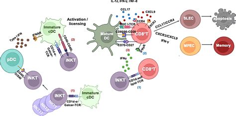 Frontiers Cd8 T Cell Immunity Orchestrated By Inkt Cells