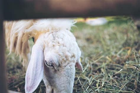 Os Carneiros Que Comem Gramas Em Um Campo E Os Carneiros Cultivam Foto