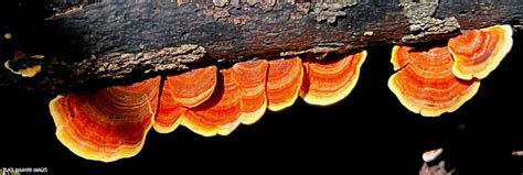 Stereum Ostrea False Turkey Tail Golden Curtain Crust A Photo On