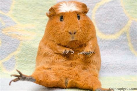 Can Guinea Pigs Jump How High From Cage Your Arms