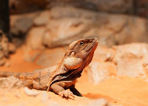 Frilled-neck Lizard - Ten Random Facts