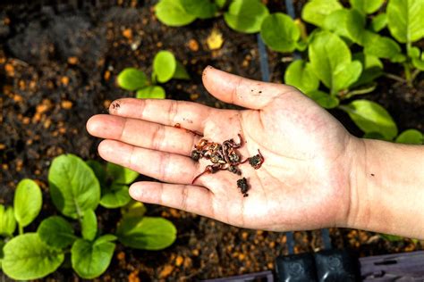 Simplifiez Votre Routine De Jardinage Avec Vermicompostage Laissez Les