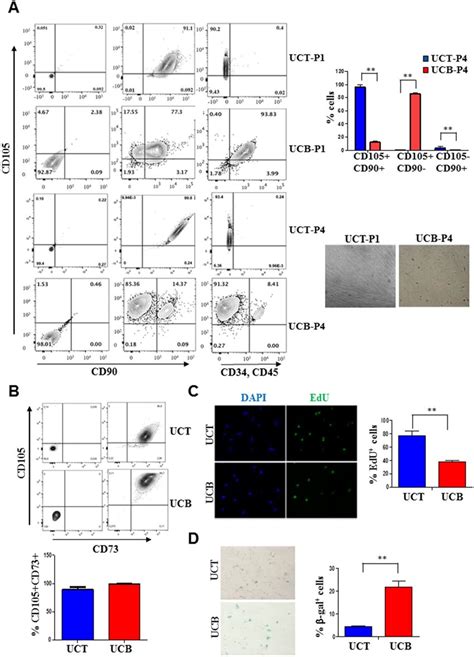 Comparative Analysis Of Msc Marker Expression In Ucb And Uct A Download Scientific Diagram