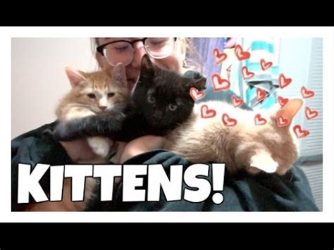Adopting A Kitten Vlog Lesbian Couple Youtube