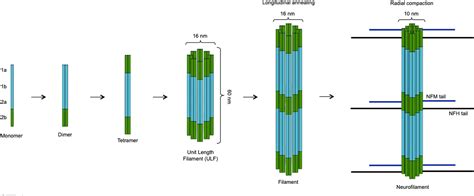 Frontiers Neurofilament Light Chain As Biomarker For Amyotrophic