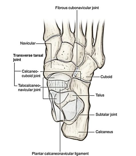 Joints Of The Foot Earths Lab