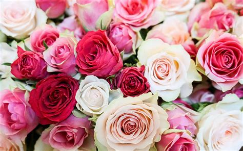 Rose Pink Flower White Background Best Flower Site