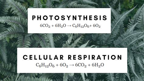 What Are The Reactants Of Photosynthesis And Cellular Respiration ...