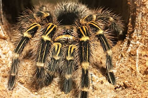 Grammostola Pulchripes Atelier Yuwaciaojp