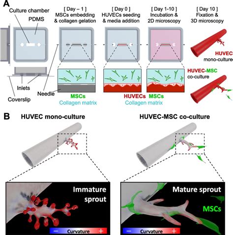 Conceptual Sketch Of This Study To Analyze Angiogenic Effects Of Msc