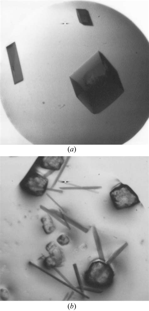 Iucr Crystallization And Preliminary X Ray Diffraction Analysis Of A