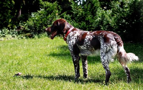 French Spaniel