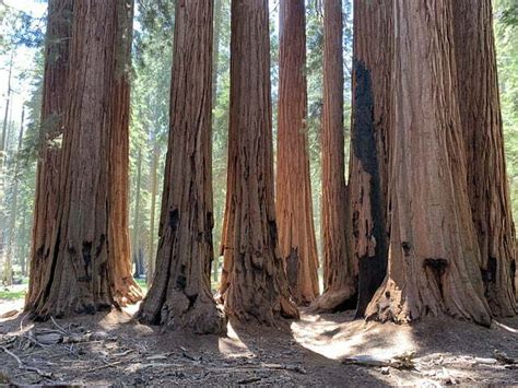 Top 10 Tallest Trees In The World By Species - Infos-10