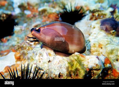 mediterranean sea snail shell mollusk luria lurida stock photo alamy