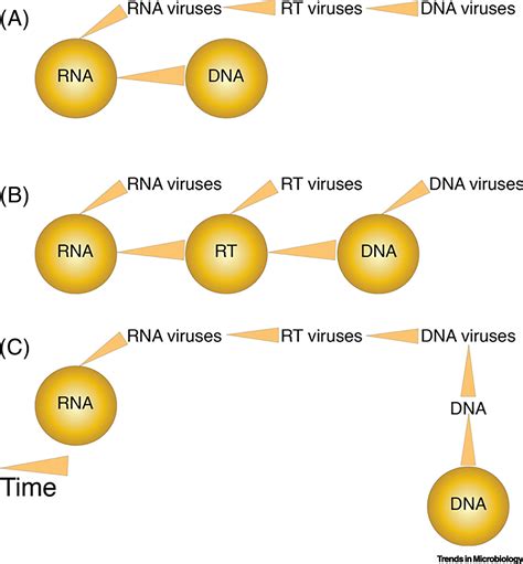 Investigating The Concept And Origin Of Viruses Trends In Microbiology