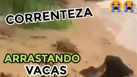 Vacas Sendo Levadas Pela Correnteza Em Minas Gerais Muito Triste