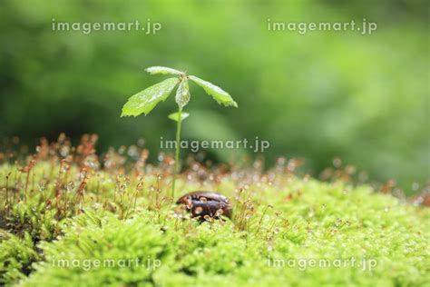 大樹の根元のコナラの新芽の写真素材 24295819 イメージマート