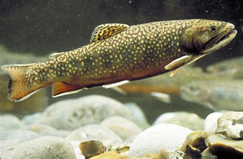 Atlantic Trout Fishes