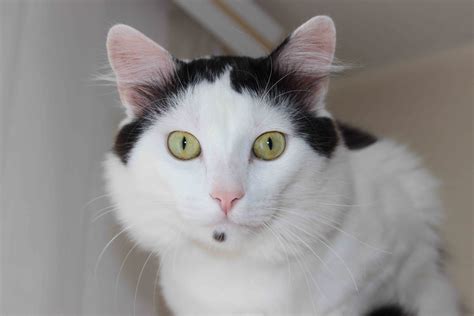 https://lovecats.ru/contact/