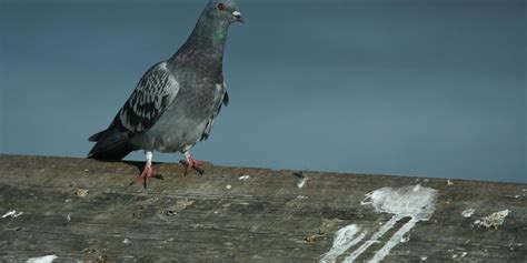 Rooftop Drones For Autonomous Pigeon Harassment Ieee Spectrum