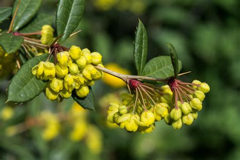 Julijanina žutika (Berberis julianae)