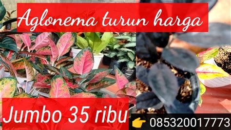 Jumbo 35 K Obral Aglonema Jumbo Ekonomis YouTube