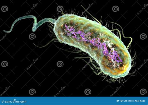 Escherichia Coli Bacteria E Coli Medically Accurate 3D Illustration