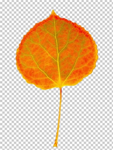 aspen leaf clipart 10 free Cliparts | Download images on Clipground 2024