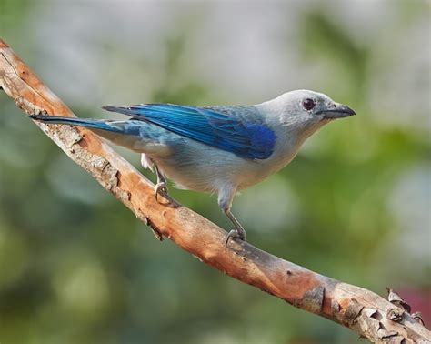 P Jaro Posado En Un Rbol De Guayaba Foto Premium