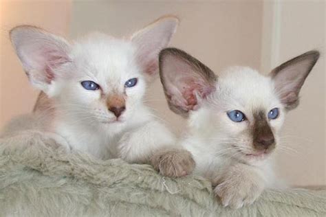 Gatto Balinese Caratteristiche Cure E Prezzo