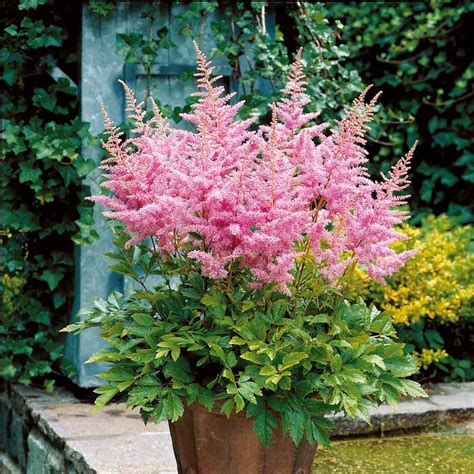3 Astilbes Nouvelle vague - Astilbe new wave
