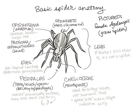 Spider Anatomy Drawing