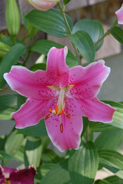 Lily Lilium Sorbonne In The Lilies Database