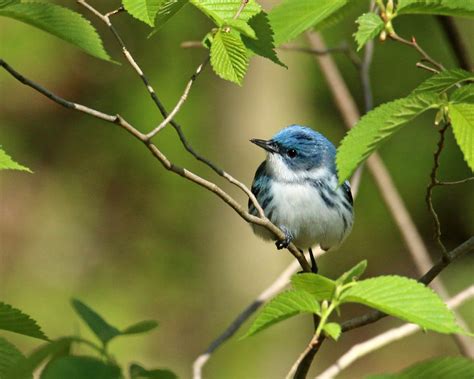 Meet The Cerulean Warbler Sky Blue Beauty Birds And Blooms