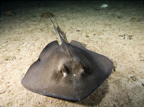 Arraia Peixe Tipos Caracter Sticas Reprodu O Alimenta O Habitat