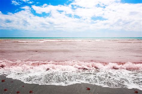 Red Tide Algae