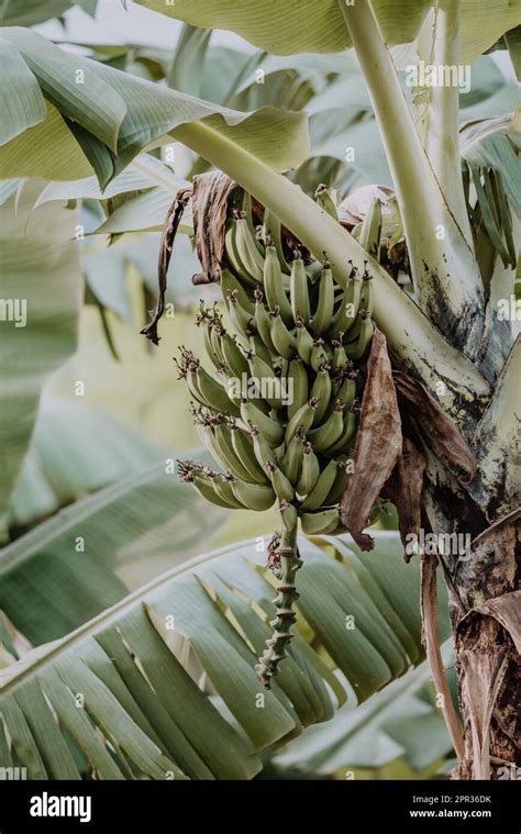 Banana Tree Fruit Hi Res Stock Photography And Images Alamy