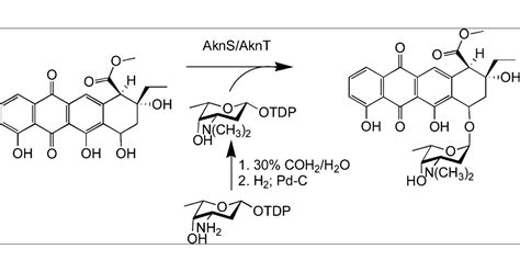 Characterization Of Rhodosaminyl Transfer By The Aknsaknt