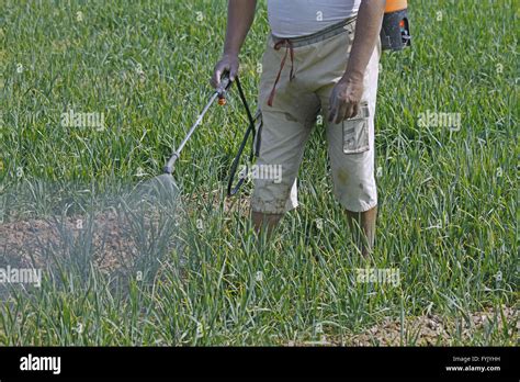 Farmer Spraying Fertilizer On Crop Stock Photo Alamy