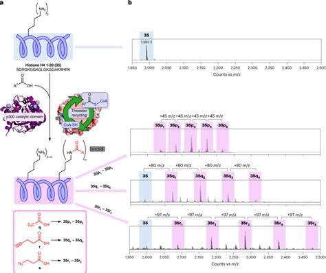 Acylation Of Histone Peptide H Via The Formation Of Non Native