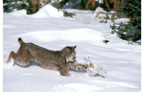 Snowshoe Hare And Lynx