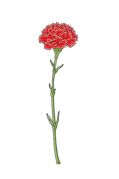 730 Cartoon Of The Carnation Stock Illustrations Royalty Free Vector