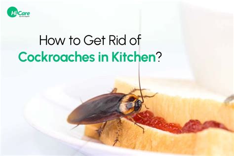 5 Effective Ways to Get rid of Cockroaches in Kitchen | HiCare