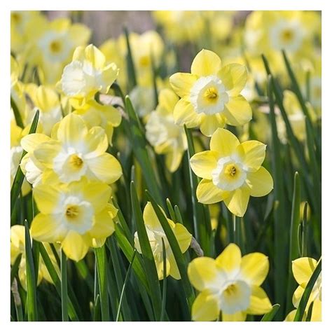 Daffodil Narcissus Pipit