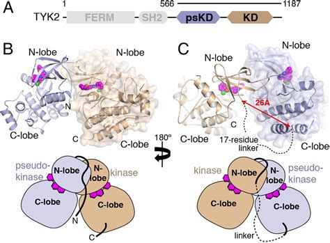 Structure Of The Pseudokinasekinase Domains From Protein Kinase Tyk2