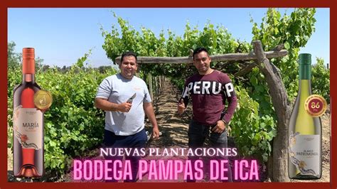 Visita a los VIÑEDOS de la Bodega PAMPAS DE ICA Vinos Patrimoniales