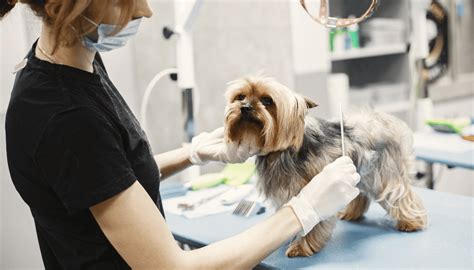 A Importância Do Check Up Veterinário Para Pets De Todas As Idades